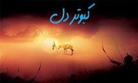 کبوتر دل